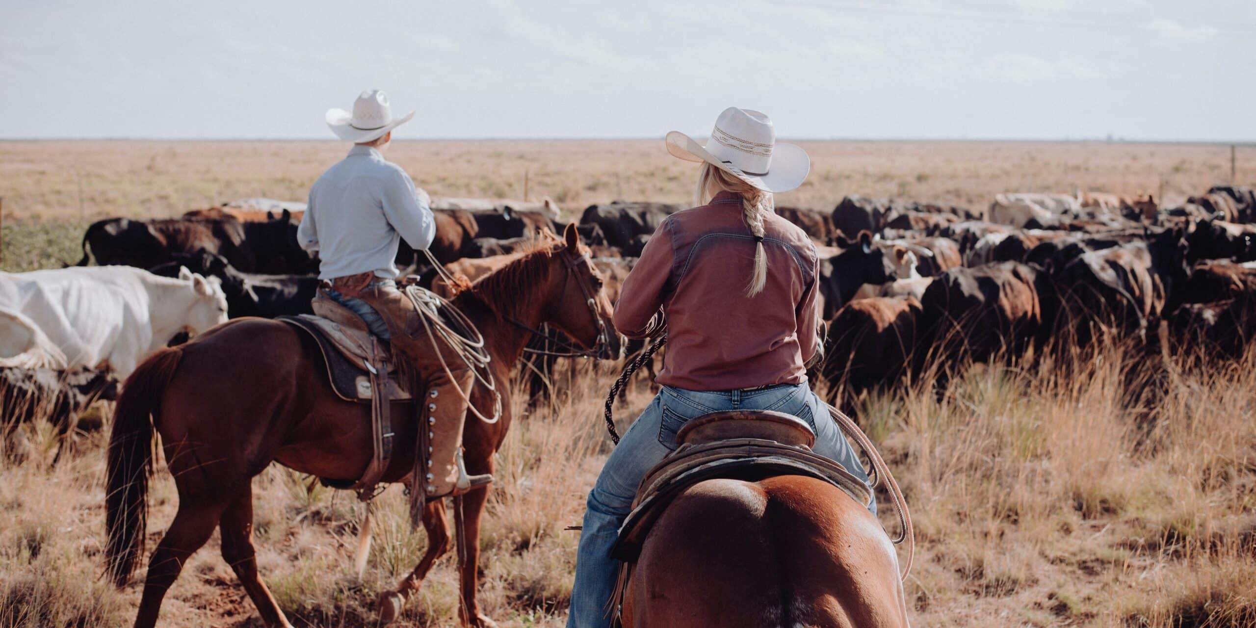 Experience the Buffalo Roundup and Arts Festival in South Dakota