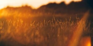 Rendered Gold: Tallow vs. Plant Oils – What Your Skin Might Be Missing
